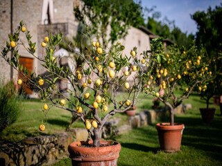 Villa Cortona  31