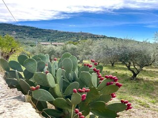 Villa Cortona Umgebung 25