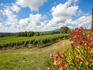 Parco vacanze Montescudaio Ambiente 27