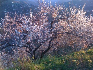 Mandelblüte