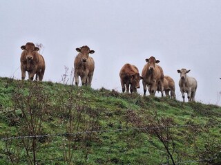 Casa per le vacanze Noordgouwe Caratteristiche 9