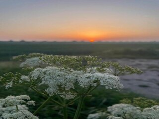 Ferienhaus Noordgouwe Umgebung 36