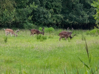 Ferienhaus Oostkapelle Umgebung 26