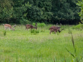 Vakantiehuis Oostkapelle Omgeving 26