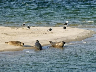 Holiday park Heinkenszand Environment 6