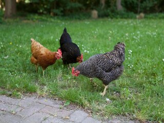 Ferienpark Heinkenszand Umgebung 11