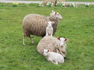 Ferienpark Idskenhuizen Umgebung 30