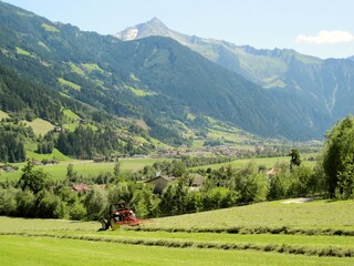 haymaking