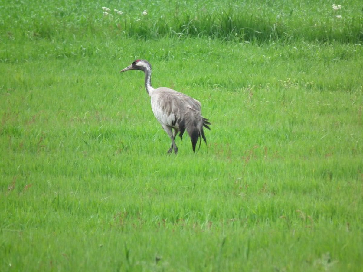 Kranich auf der Riether Wiese