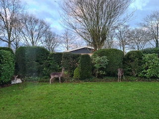 Hirsche im Garten