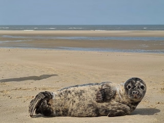 Siegel am Strand von Oostkapelle