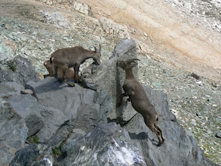 Apartment Saas-Fee Umgebung 18