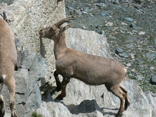 Appartamento Saas-Fee Ambiente 22