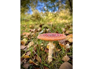 Natur beim Spaziergang