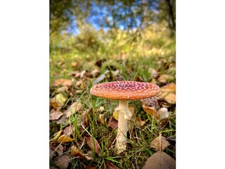 Natur beim Spaziergang