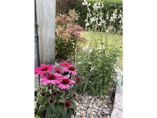 Blumen im Garten