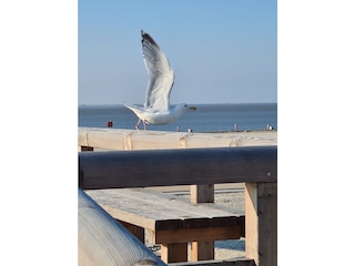 Ferienwohnung Norddeich Umgebung 17