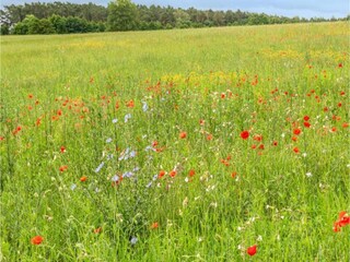 Holiday house Rechlin Environment 29