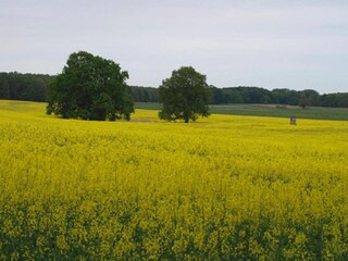 Ferienhaus Rechlin Umgebung 16