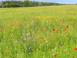 Holiday house Rechlin Environment 36