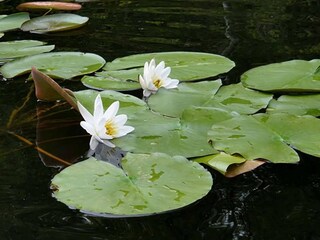 Ferienhaus Granzow Umgebung 29