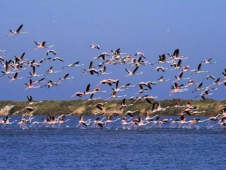 Appartement Le Grau-du-Roi Omgeving 11