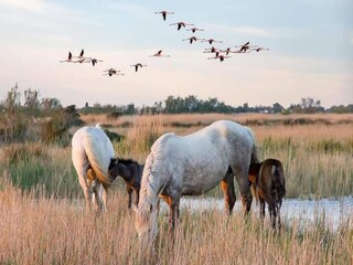 Apartment Le Grau-du-Roi Umgebung 28