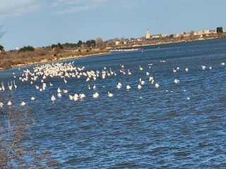 Apartment Le Grau-du-Roi Umgebung 56