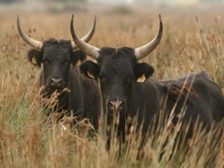 Appartamento Le Grau-du-Roi Ambiente 16