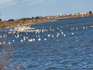 Appartement Le Grau-du-Roi Omgeving 23