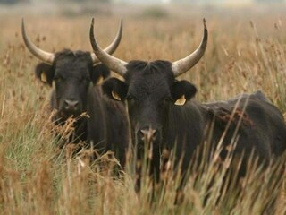Appartement Le Grau-du-Roi Omgeving 38