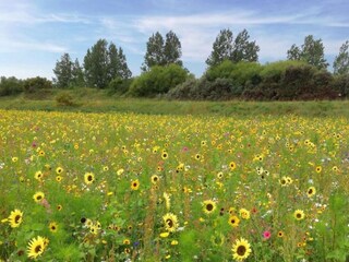 Parc de vacances Oud-Turnhout Environnement 20