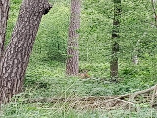 Parc de vacances Oud-Turnhout Environnement 31