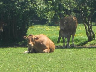 Vakantiepark Manhay Omgeving 32