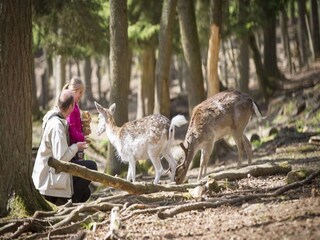 Parc de vacances Manhay Environnement 16