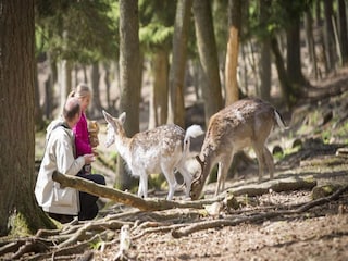 Parc de vacances Manhay Environnement 34