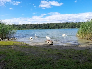 Apartment Strausberg Environment 35