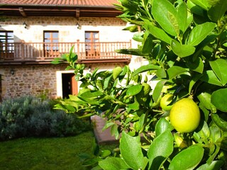 garden views