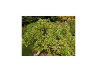 Vakantiehuis Kopendorf Buitenaudio-opname 3