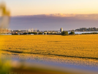 Aussicht auf den Yachthafen übers Rapsfeld