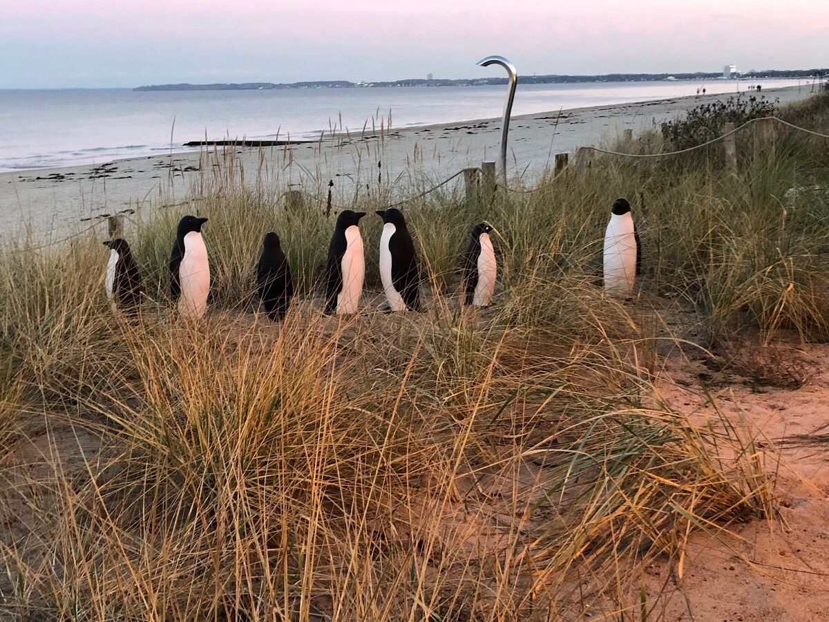 Pinguine am Ostseestrand - gibt es :-)