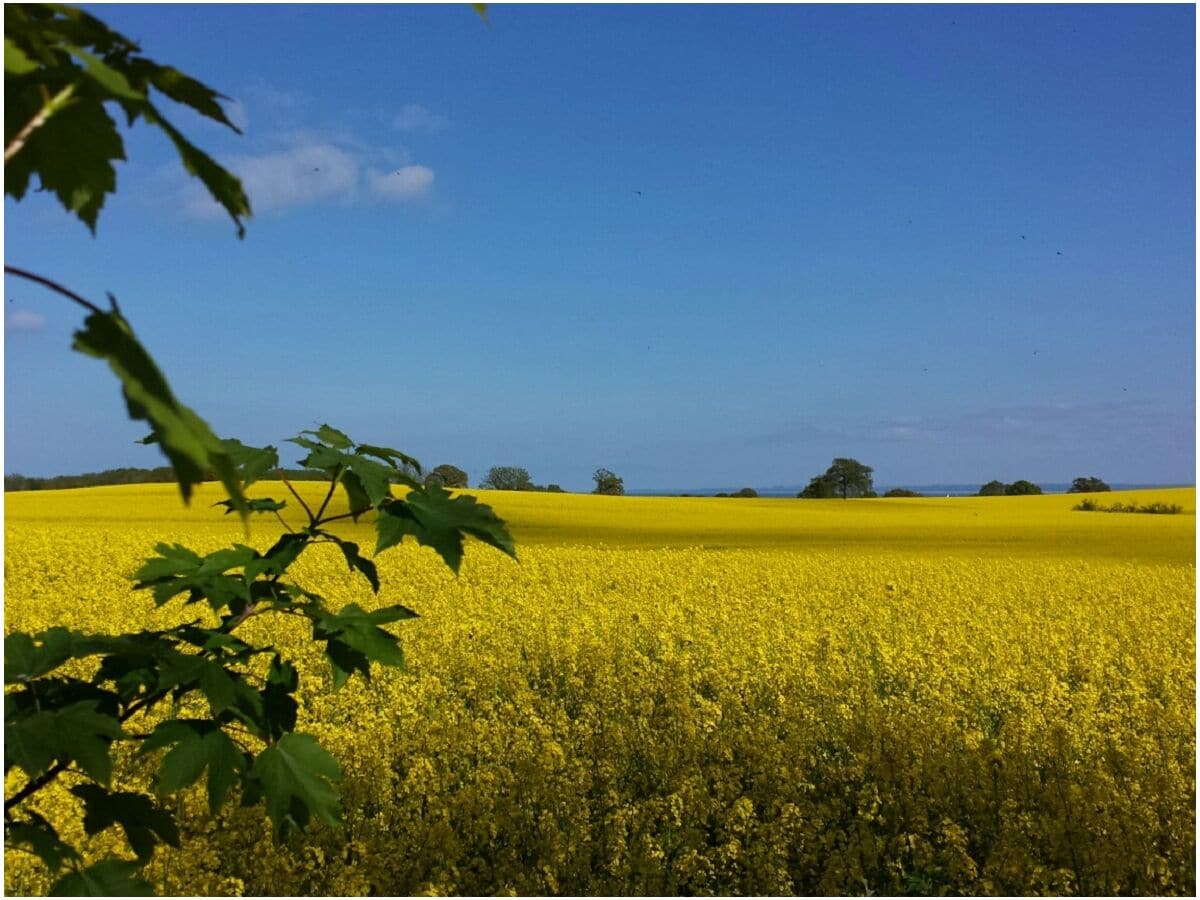 Rapsblüte im Mai