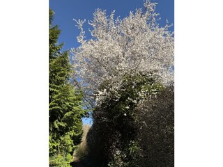 Frühling auf dem Weg zum Strand