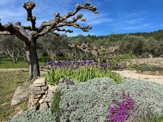 the garden