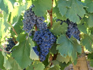 Vignes
