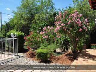 the garden