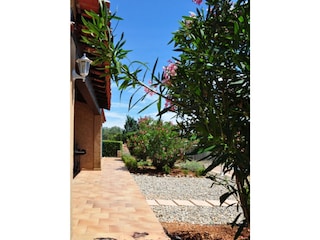 the garden