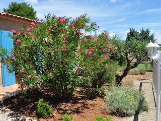 the garden
