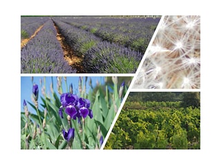 Lavender, vigns...