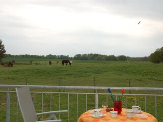 Blick ins Grüne